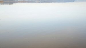 Ловля окуня на отводной поводок с берега [Проверенные Снасти №9]