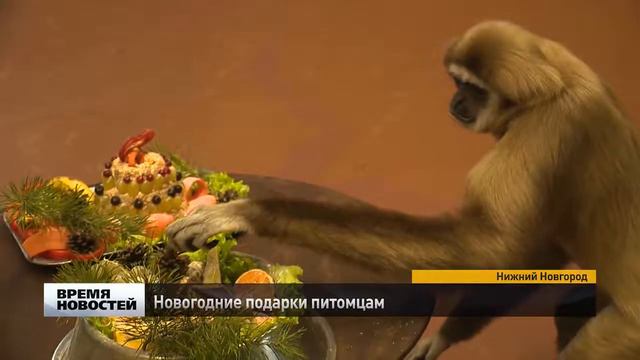 Новый год отмечают животные в нижегородском зоопарке смотреть онлайн