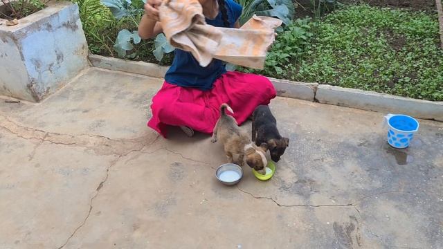 Adopting street dog puppy| help street dogs ||rottweiler dog. смотреть онлайн