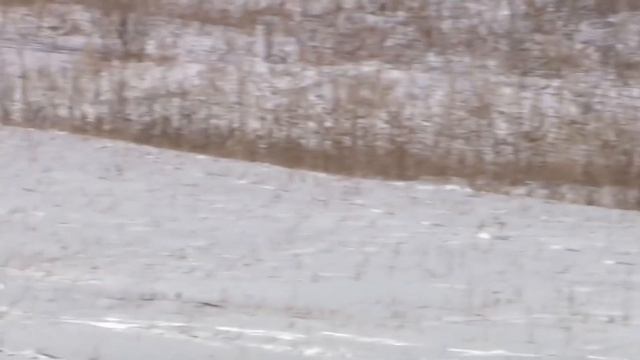 СНЕЖНЫЙ БАРС против ВОЛКА! КТО СИЛЬНЕЕ? смотреть онлайн
