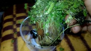 ГИДРОКОТИЛА В ЛОТКАХ!!!