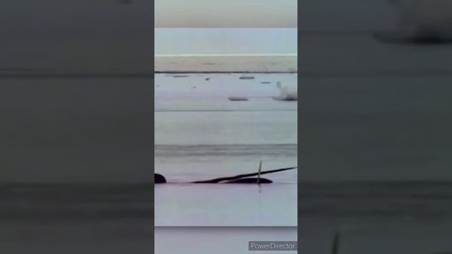 Нарвал-- морской единорог смотреть онлайн