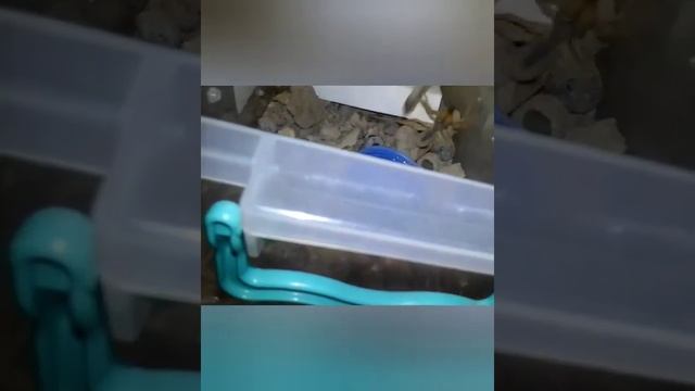 паук сольпуга смотреть онлайн