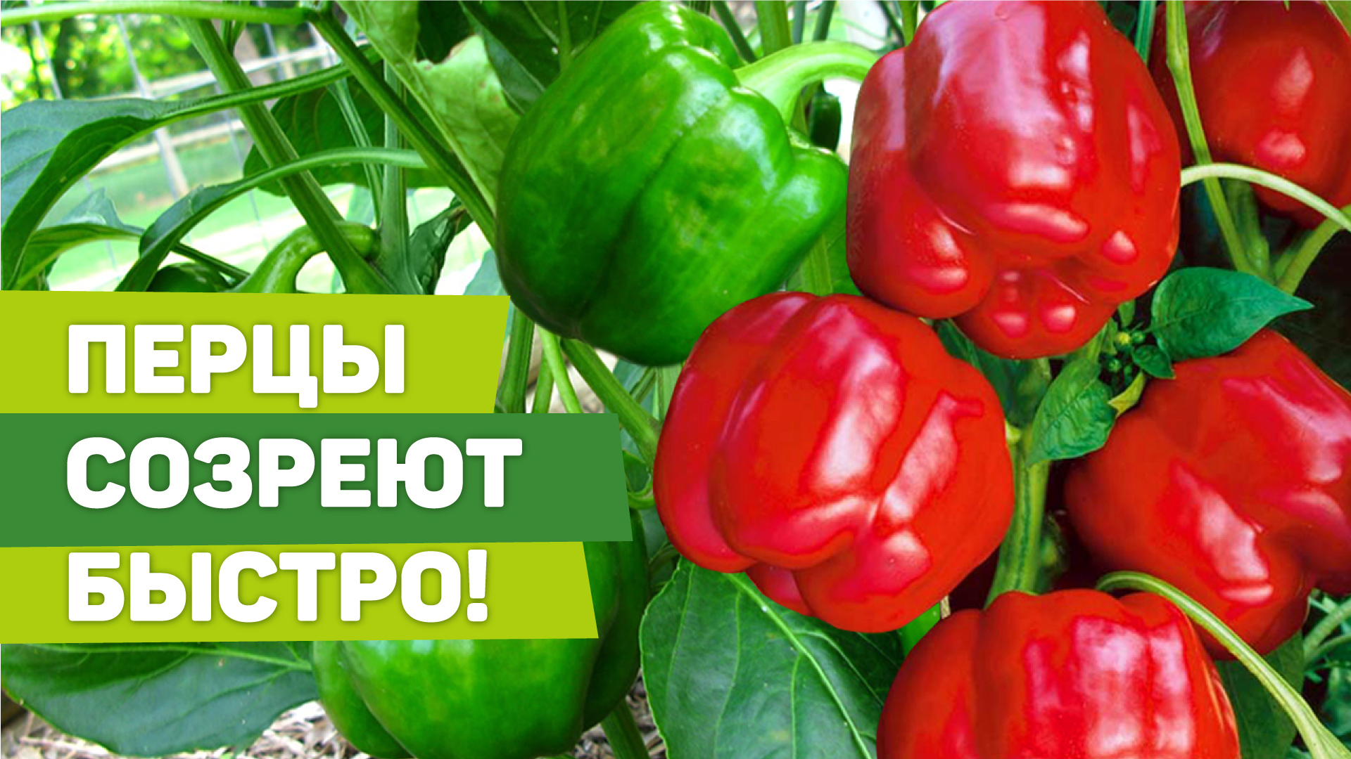 Как ускорить созревание перцев. Способ, проверенный годами смотреть онлайн