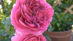 Цветение срезочной розочки Дэвида Остина Кейт в Подмосковье!??