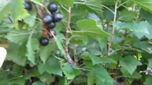 Биг Бен -проверенный временем надежный сорт черной смородины