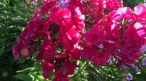 Флокс ВЕНДИ ХАУС - обзор, описание, цветение, отзыв.