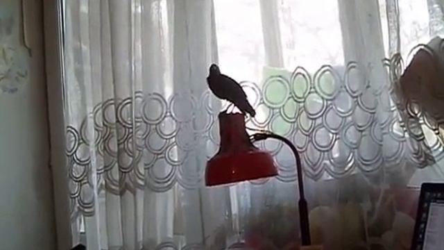 Чирик разговаривает