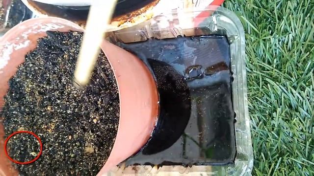Siembra Y Germinación De Lluvia De Oro (Laburnum Anagyroides) + Tulipán