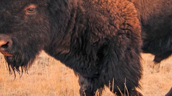 Animals of North America. Voices and sounds