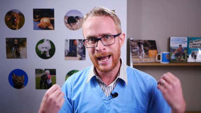 Why Veterinarians Recommend Kibble When Raw Feeding Is Best (a warning) смотреть онлайн