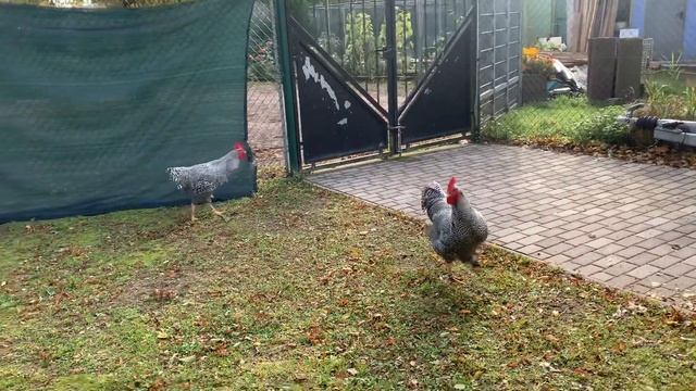 Петухи породы Амрокс . смотреть онлайн