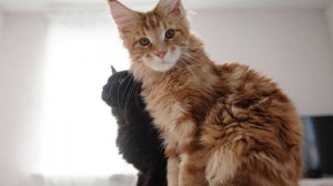 КАК УХАЖИВАТЬ ЗА ШЕРСТЬЮ МЕЙН-КУНА? Как правильно расчесывать и купать.