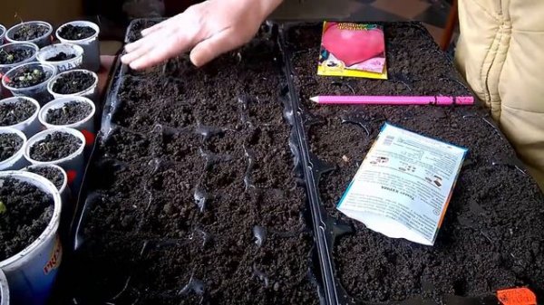 Томаты - сеем семена. Tomatoes - sowing seeds.