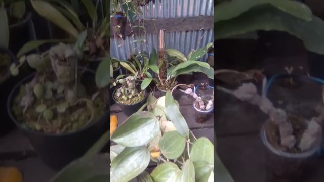 HOYA KALIMANTAN смотреть онлайн
