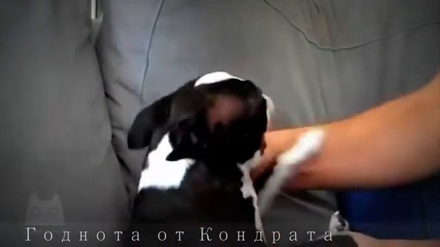 Угарные собаки смотреть онлайн