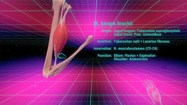 VR Human Anatomy - Muscle Movement Feature смотреть онлайн