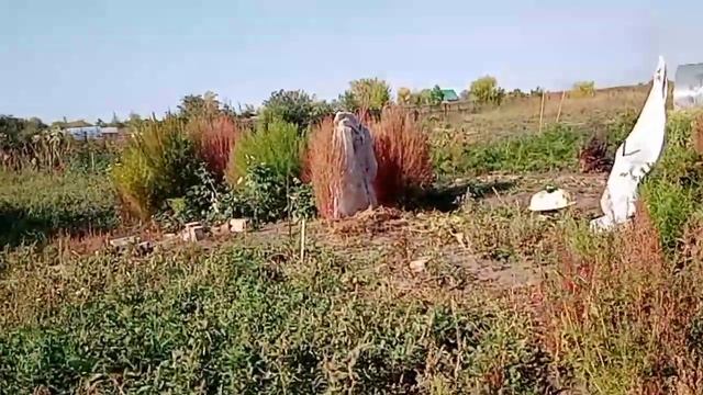 Морковь без химии и удобрения удалась, Работаю в огороде смотреть онлайн
