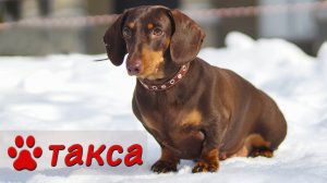 Порода такса | Характер, уход и воспитание