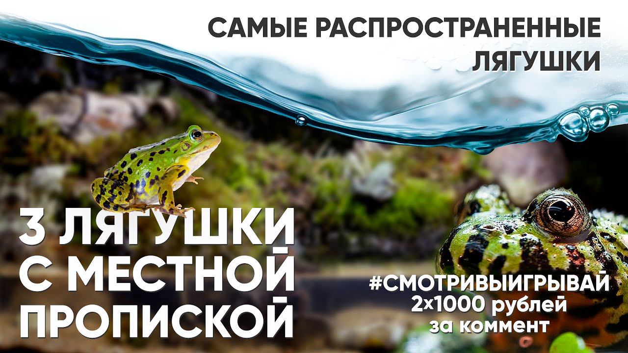 Самые распространенные лягушки и их биотопы