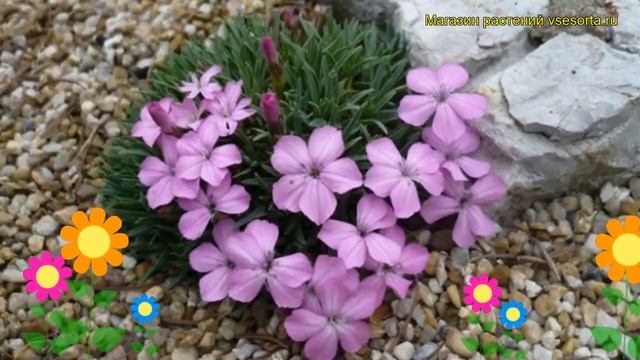 Гвоздика мелкочешуйчатая. Краткий обзор, описание характеристик, где купить dianthus microlepis смотреть онлайн