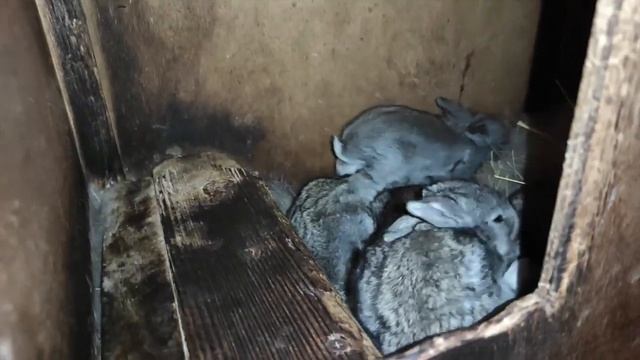 Крольчата в опасности! смотреть онлайн