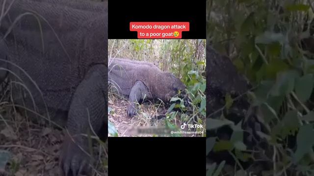 Komodo Dragon Attack To Goat 😥 | Komodo Dragon | @Wildlife