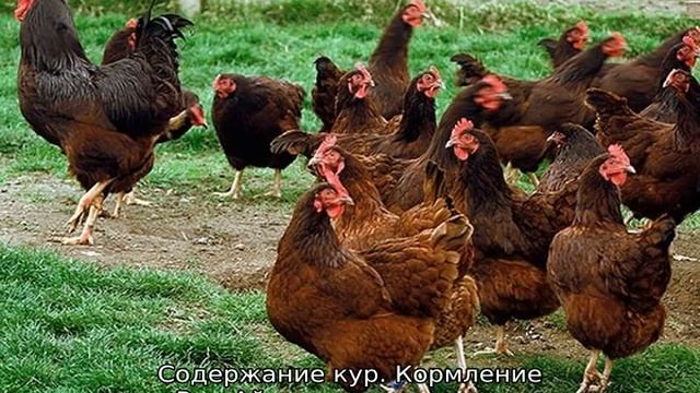 Куры Род Айленд смотреть онлайн