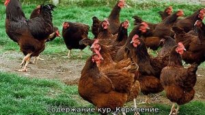 Куры Род Айленд