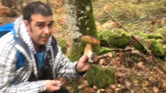 BOLETUS EDULIS EN SORIA 22/10/2020, Funghi Porcini, King Bolete (4K) смотреть онлайн
