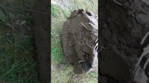 Посадка плетёной ивы.