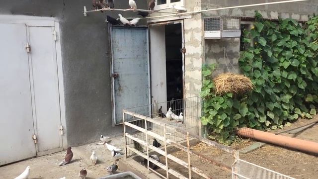 #Pigeons.необходимо ломать вредные стереотипы. смотреть онлайн