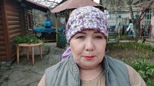 Калмыцкие быки, вот каких быков надо держать. Откорм быков