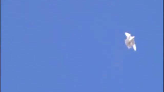 Голуби очаковские серпастые Кулагина Н И голубята март 2020 года первые полеты 89281592385 смотреть онлайн