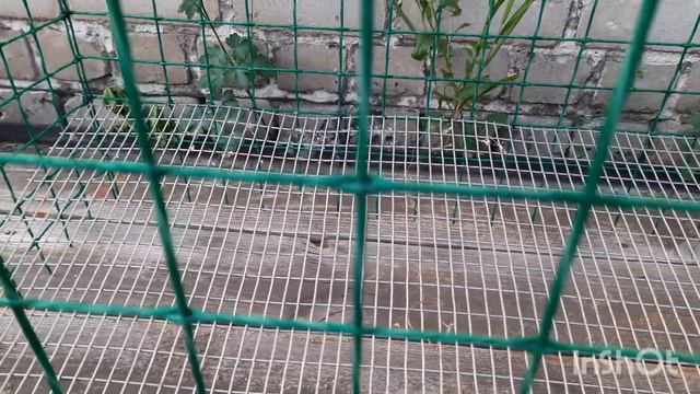 Эко-клетка "Green Несушка 24" (max 40) #перепела #клетка #своимируками #экологично #перепёлки смотреть онлайн