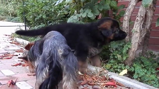 Красивый щенок немецкой овчарки. Funny German Shepherd puppy. Одесса. смотреть онлайн
