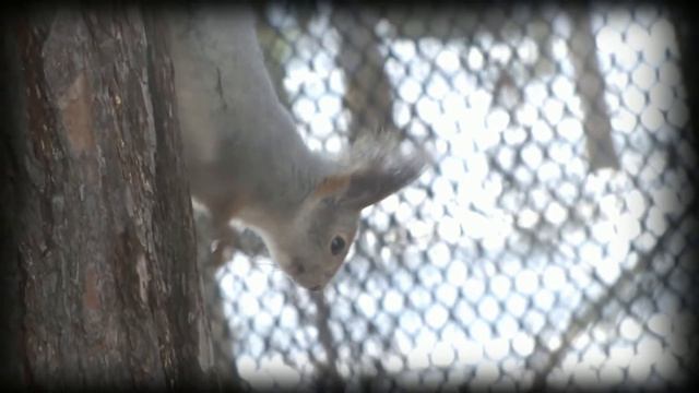 Белка делает зарядку\Squirrel does exercises смотреть онлайн