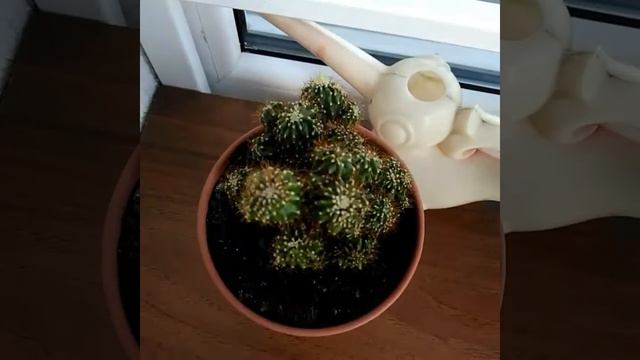 Мои любимые цветы