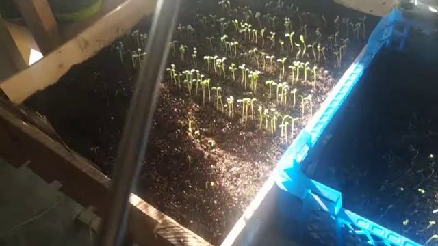 Опрыскиватель Подарок на 8 Марта смотреть онлайн