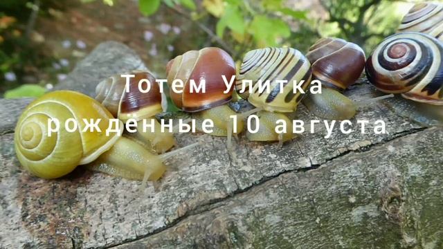Тотем Улитка рождённые 10 августа смотреть онлайн