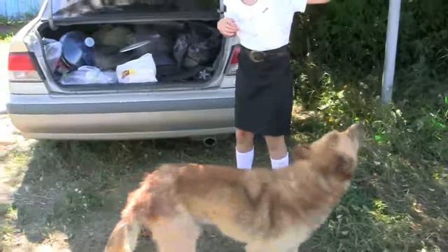 Мудрый пёс Байкал. смотреть онлайн