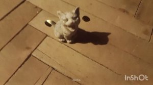 путишествие с котиком и пёсиком?