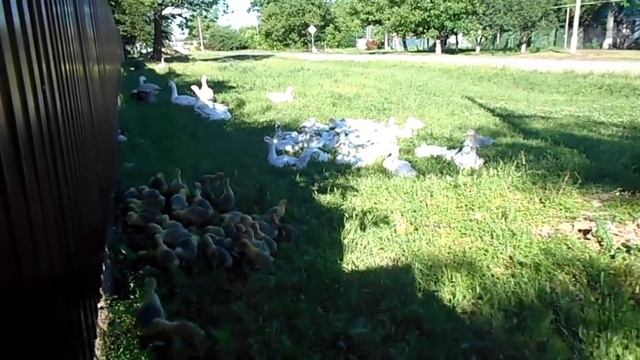 Пуховые подушки - лучшие подушки для здорового сна! смотреть онлайн