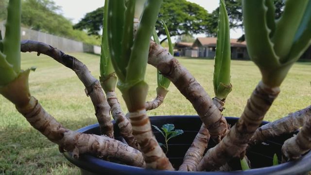 Aloe Vera - Barbadensis Miller Pre Bonsai - Healthy Plant Update -Trimming the leaves (Tagalog) смотреть онлайн
