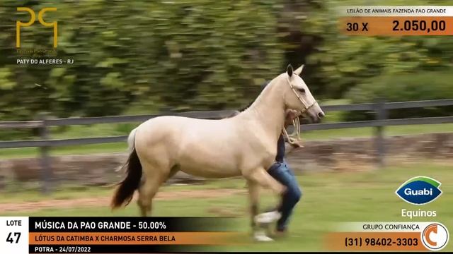 Leilão de Animais - 2º Semana de Negócios Haras Pao Grande смотреть онлайн
