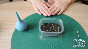 Всходы петунии | Как ухаживать за рассадой петунии после всходов
