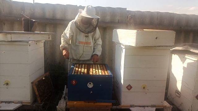 Самый простой способ заставить пчел подняться в магазин . смотреть онлайн