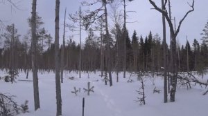 Тест ДТК для Сайги-308/415мм - штатный, Павла (Ниггурат,guns.ru ), Барс (Тимура,Карачаевск) и 22LR