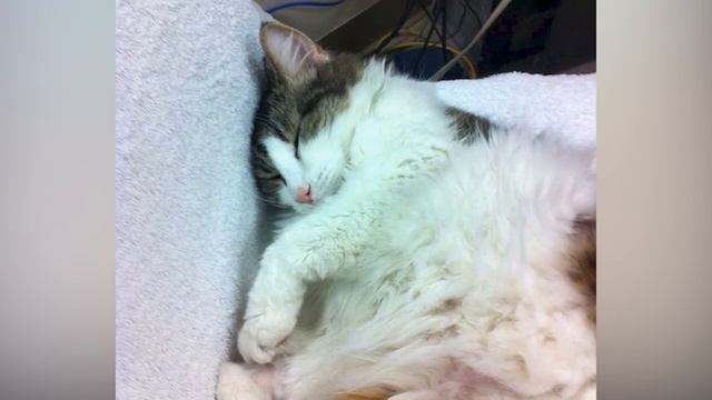 Больничный "Кот" просился в ПАЛАТУ к БОЛЬНОМУ... Позже его история облетела весь МИР... смотреть онлайн