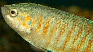 МАКРОПОД. СОДЕРЖАНИЕ И РАЗВЕДЕНИЕ В АКВАРИУМЕ